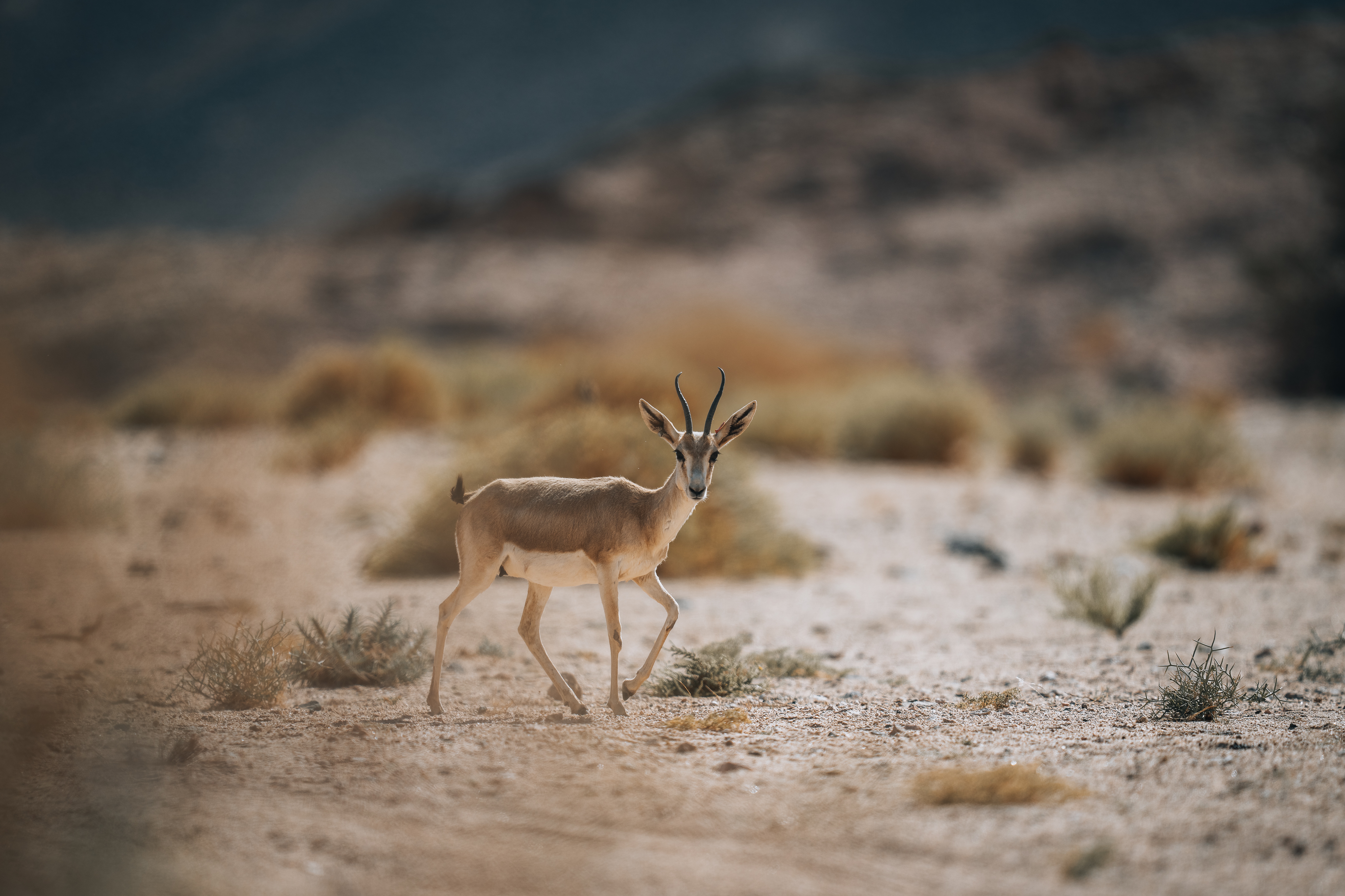 deer